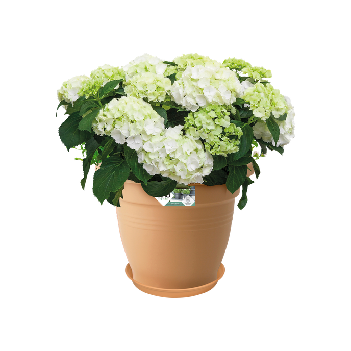 green basics saucer 53cm mild terra